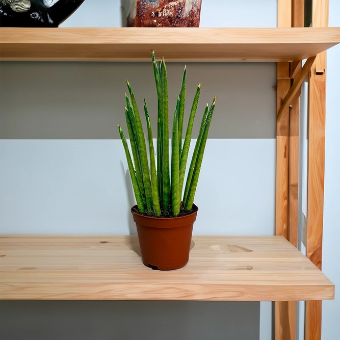 Sansevieria bacularis Mikado (Pot Size 8.5cm) Mikado Snake Plant - image 1