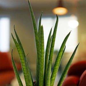 Sansevieria bacularis Mikado (Pot Size 8.5cm) Mikado Snake Plant - image 2