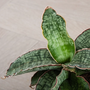 Sansevieria bhitalae 'Star Green Granite' (Pot Size 12cm) Snake Plant - image 2