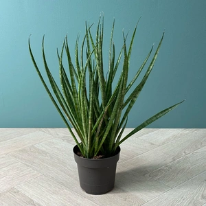 Sansevieria 'Comet Kichaka' (Pot Size 12cm) Snake Plant - image 1