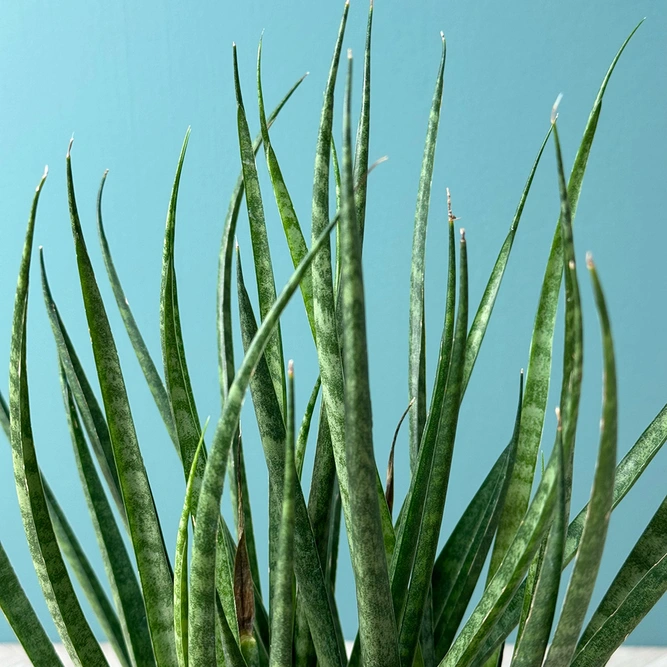 Sansevieria 'Comet Kichaka' (Pot Size 12cm) Snake Plant - image 2