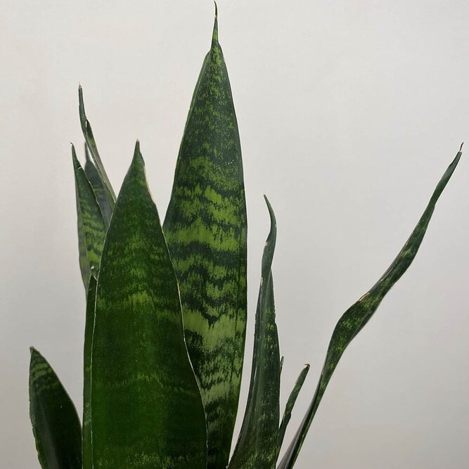 Sansevieria trifasciata 'Black Coral' (Pot Size 12cm) Snake plant / Mother-in-law's tongue - image 1