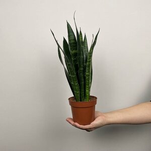 Sansevieria trifasciata 'Black Coral' (Pot Size 12cm) Snake plant / Mother-in-law's tongue - image 2