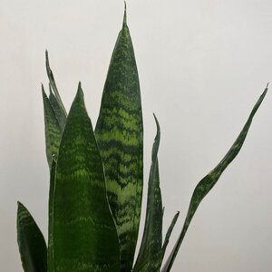 Sansevieria trifasciata 'Black Coral' (Pot Size 7cm) Snake plant / Mother-in-law's tongue - image 1