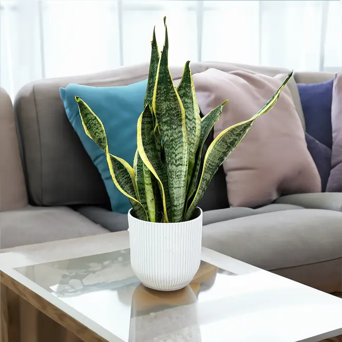 Sansevieria Trifasciata 'Futura Superba' (Pot Size 12cm) - image 1