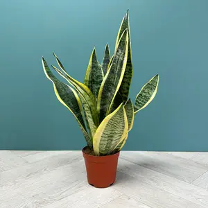 Sansevieria Trifasciata 'Futura Superba' (Pot Size 12cm) - image 2