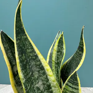 Sansevieria Trifasciata 'Futura Superba' (Pot Size 12cm) - image 3