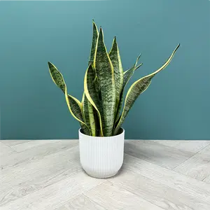 Sansevieria Trifasciata 'Futura Superba' (Pot Size 12cm) - image 4