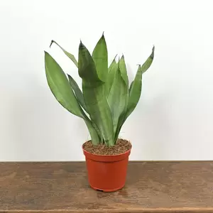 Sansevieria trifasciata 'Moonshine' (Pot Size 12cm) Snake Plant - image 2