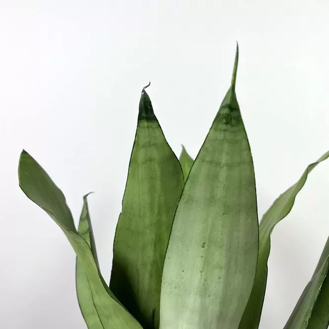 Sansevieria trifasciata 'Moonshine' (Pot Size 12cm) Snake Plant - image 3