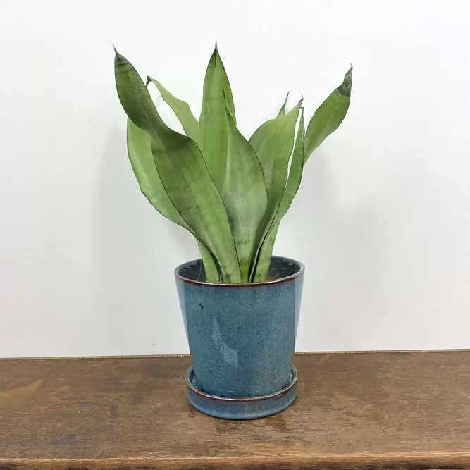 Sansevieria trifasciata 'Moonshine' (Pot Size 12cm) Snake Plant - image 1