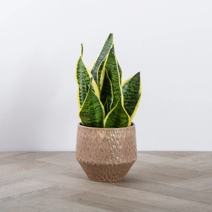 Sansevieria trifasciata 'Superba' (Pot Size 12cm) Snake plant / Mother-in-law's tongue - image 1