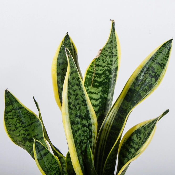 Sansevieria trifasciata 'Superba' (Pot Size 12cm) Snake plant / Mother-in-law's tongue - image 2