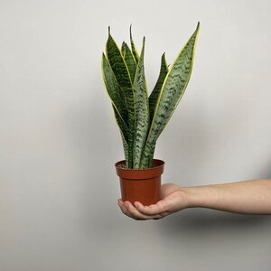 Sansevieria trifasciata var. laurentii (Pot Size 12cm) Snake plant - image 2