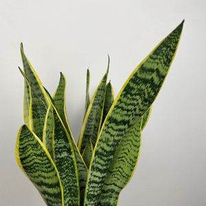 Sansevieria trifasciata var. laurentii (Pot Size 14cm) Snake plant - image 1