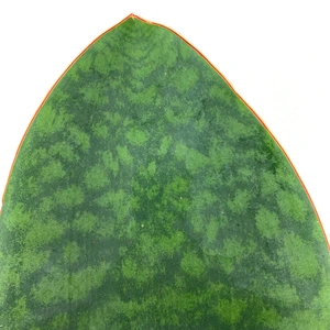 Sanseviria masoniana 'Victoria' (pot Size 10cm)  - image 2