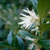 Sarcococca