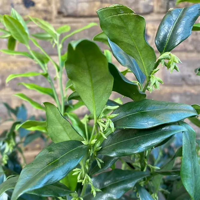 Sarcococca confusa (Pot Size 21cm) Christmas Box - image 1