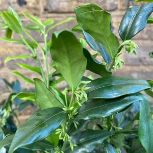 Sarcococca confusa (Pot Size 21cm) Christmas Box - image 1