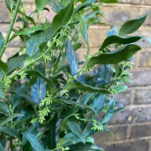 Sarcococca confusa (Pot Size 21cm) Christmas Box - image 2