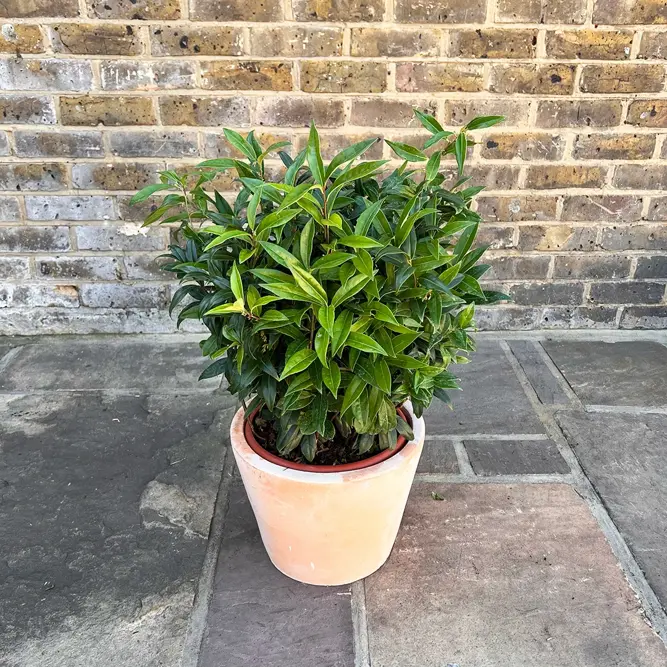 Sarcococca confusa (Pot Size 21cm) Christmas Box - image 4