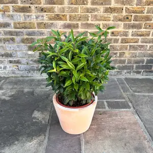 Sarcococca confusa (Pot Size 21cm) Christmas Box - image 4
