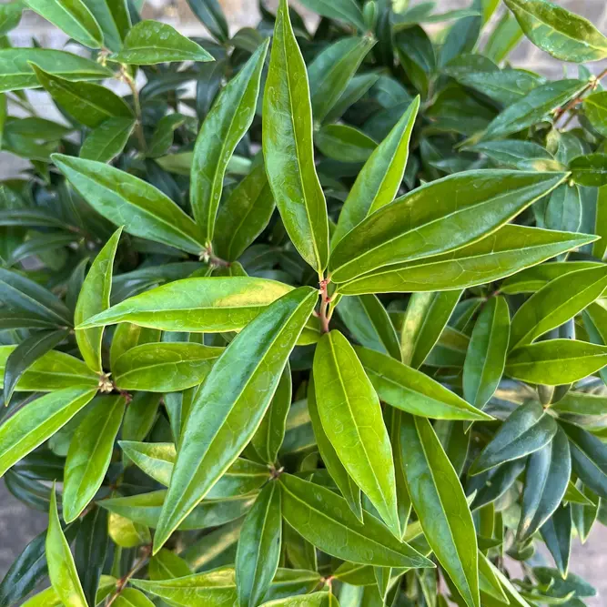Sarcococca confusa (Pot Size 21cm) Christmas Box - image 5
