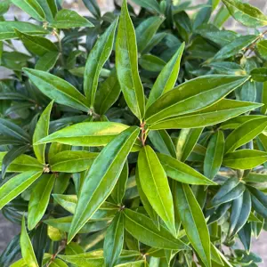 Sarcococca confusa (Pot Size 21cm) Christmas Box - image 5