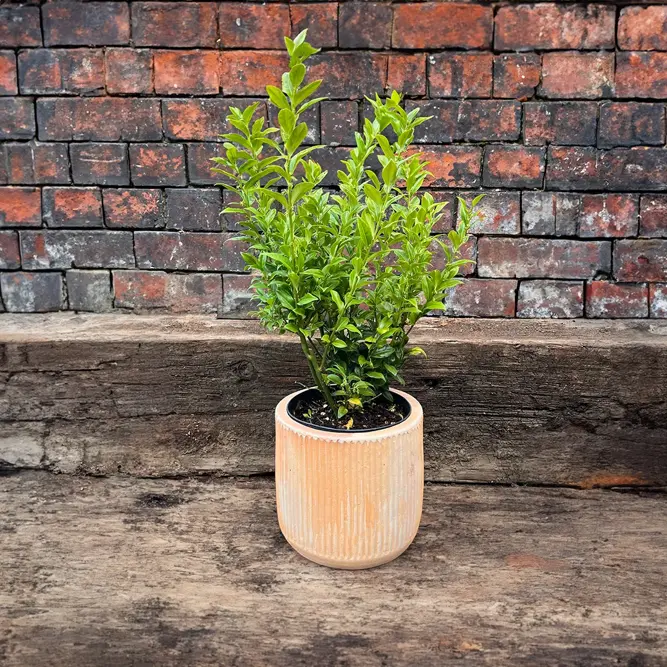 Sarcococca confusa (Pot Size 21cm) Christmas Box - image 6