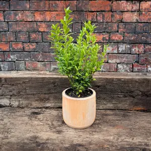 Sarcococca confusa (Pot Size 21cm) Christmas Box - image 6