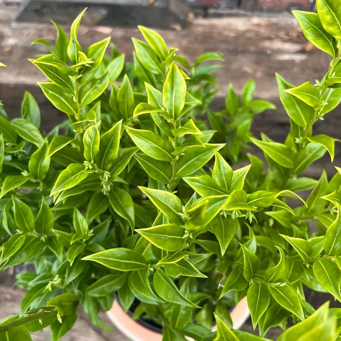 Sarcococca confusa (Pot Size 21cm) Christmas Box - image 7