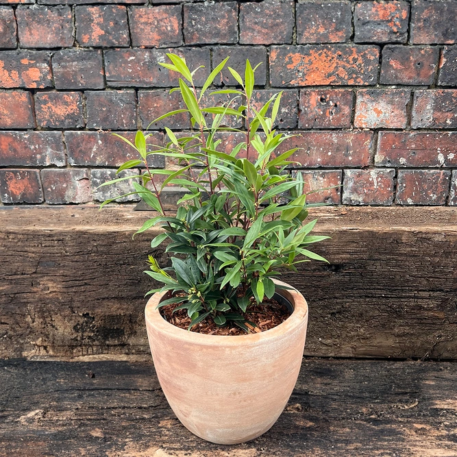 Sarcococca hookeriana 'Purple Gem' (17cm) - image 3