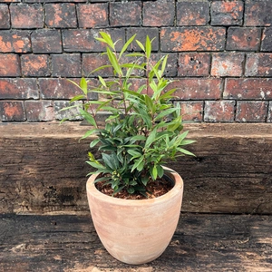Sarcococca hookeriana 'Purple Gem' (17cm) - image 3