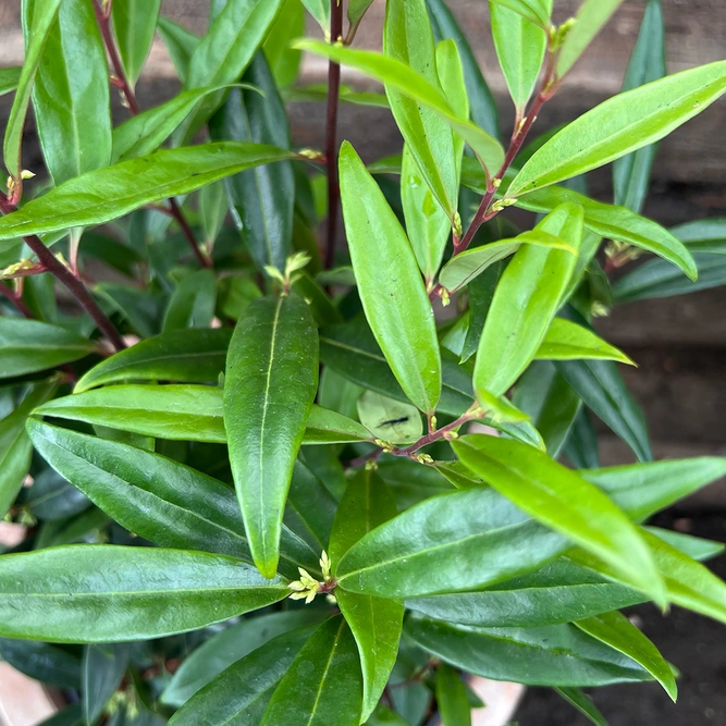 Sarcococca hookeriana 'Purple Gem' (21cm) - image 1