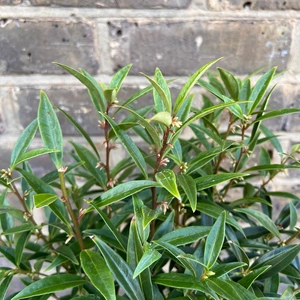 Sarcococca hookeriana var. digyna 'Purple Stem' (Pot Size 17cm)  Purple Stem Christmas Box - image 1