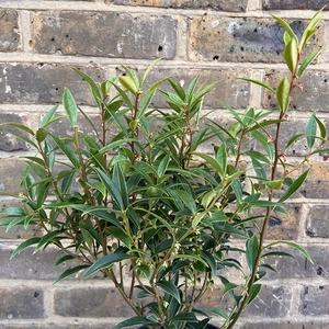 Sarcococca hookeriana var. digyna 'Purple Stem' (Pot Size 17cm)  Purple Stem Christmas Box - image 2