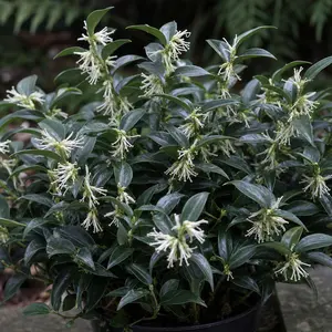 Sarcococca hookeriana var. humilis