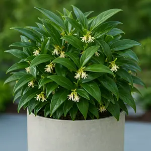Sarcococca hookeriana var. humilis ‘Fragrant Valley’ (Pot Size 3L)