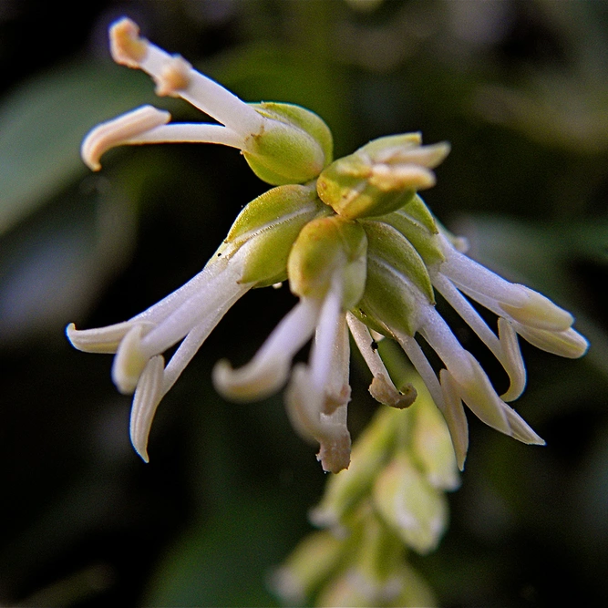 Sarcococca hookeriana 'Winter Gem' (Pot Size 2L) - Sweet box - image 2