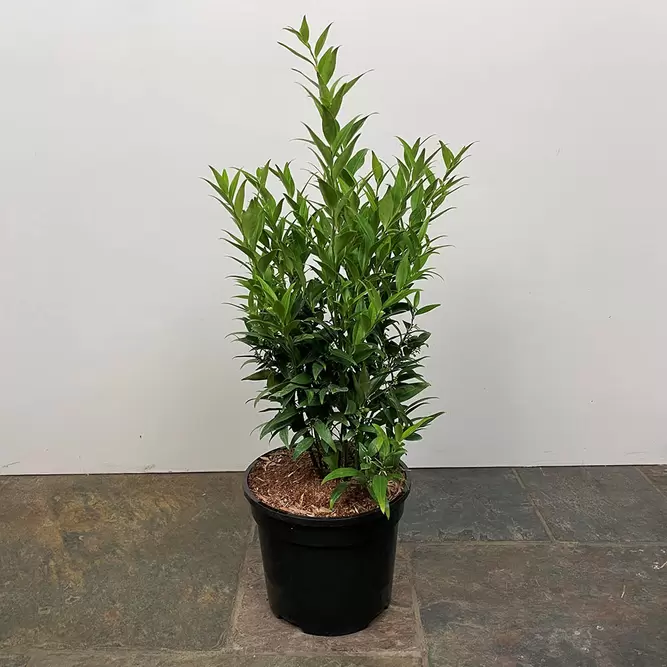 Sarcococca ruscifolia 'Dragons Gate' (Pot Size 17cm) Chinese Sweet Box - image 2