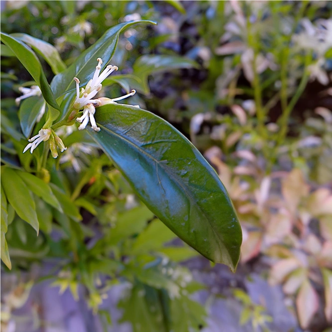 Sarcococca ruscifolia 'Dragons Gate' (Pot Size 17cm) Chinese Sweet Box - image 3
