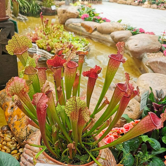 Image by Ahmed https://commons.m.wikimedia.org/wiki/File:Sarracenia_Farnhamii,_Hong_Kong_Park,