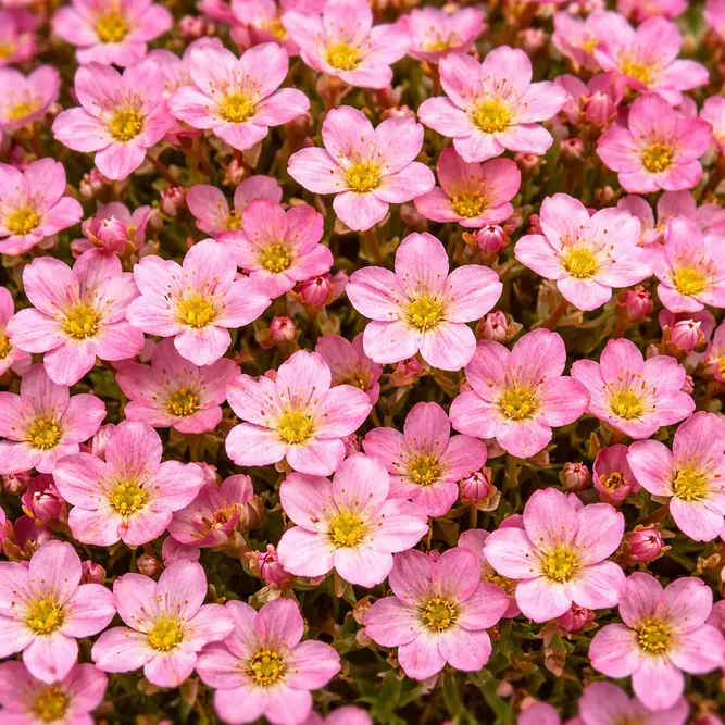 Saxifraga × arendsii ‘Saxony Pink’  (Pot Size 2L) Mossy Saxifrage