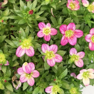Saxifraga × arendsii ‘Saxony Red’  (Pot Size 2L) Mossy Saxifrage