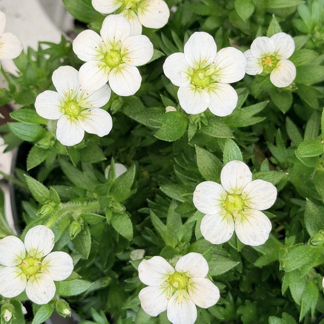 Saxifraga × arendsii ‘Saxony White’  (Pot Size 12cm) Mossy Saxifrage