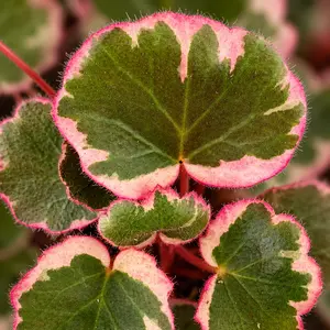 Saxifraga stolonifera - Strawberry saxifrage