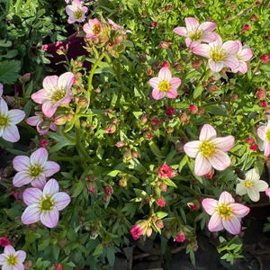Saxifraga Touran Pink (Pot Size 2L)