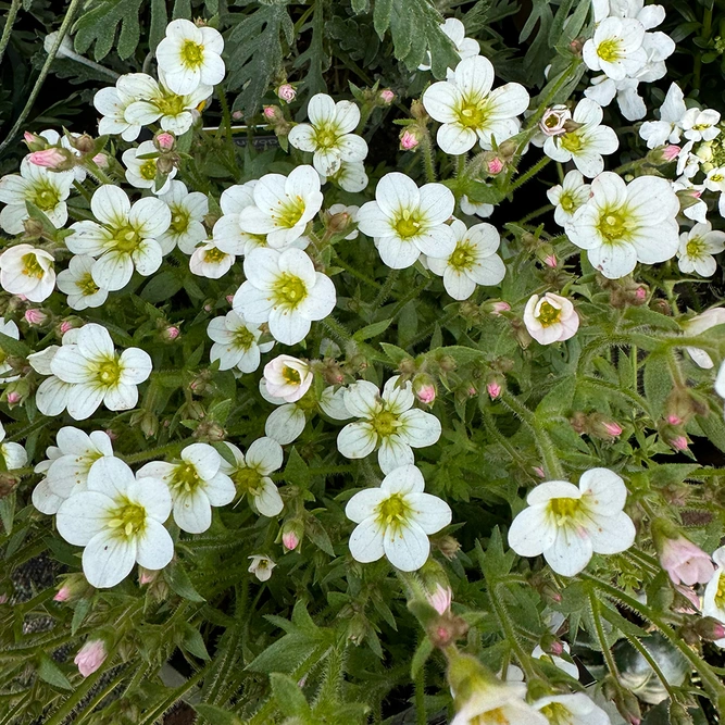 Saxifraga x arendsii 'Pearl White'  (Pot Size 2L) Mossy Saxifrage