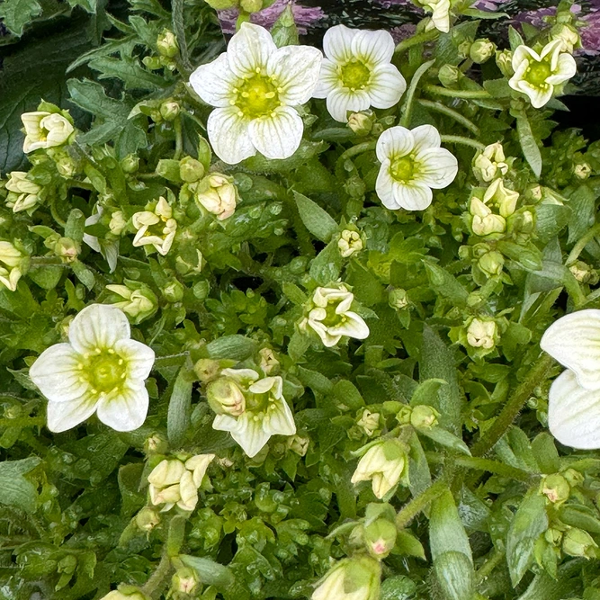 Saxifraga x arendsii 'Touran Limegreen'  (Pot Size 2L) Mossy Saxifrage - image 2