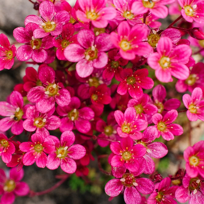 Saxifraga x arendsii 'Touran Red'  (Pot Size 2L) Mossy Saxifrage